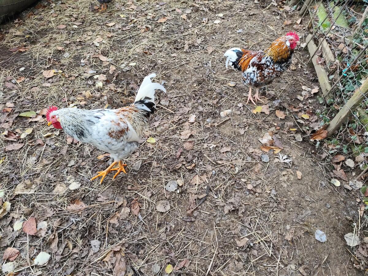 Reinrassige schwedische Blumenhähne 3