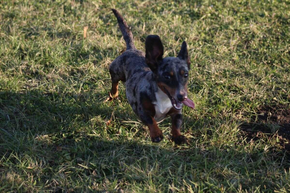 Standard Dackel suchen ihren Lebensplatz 2