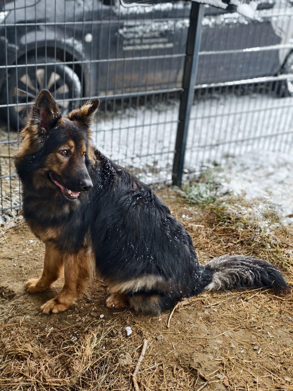Altdeutscher Schäferhund mit Ahnentafel 2