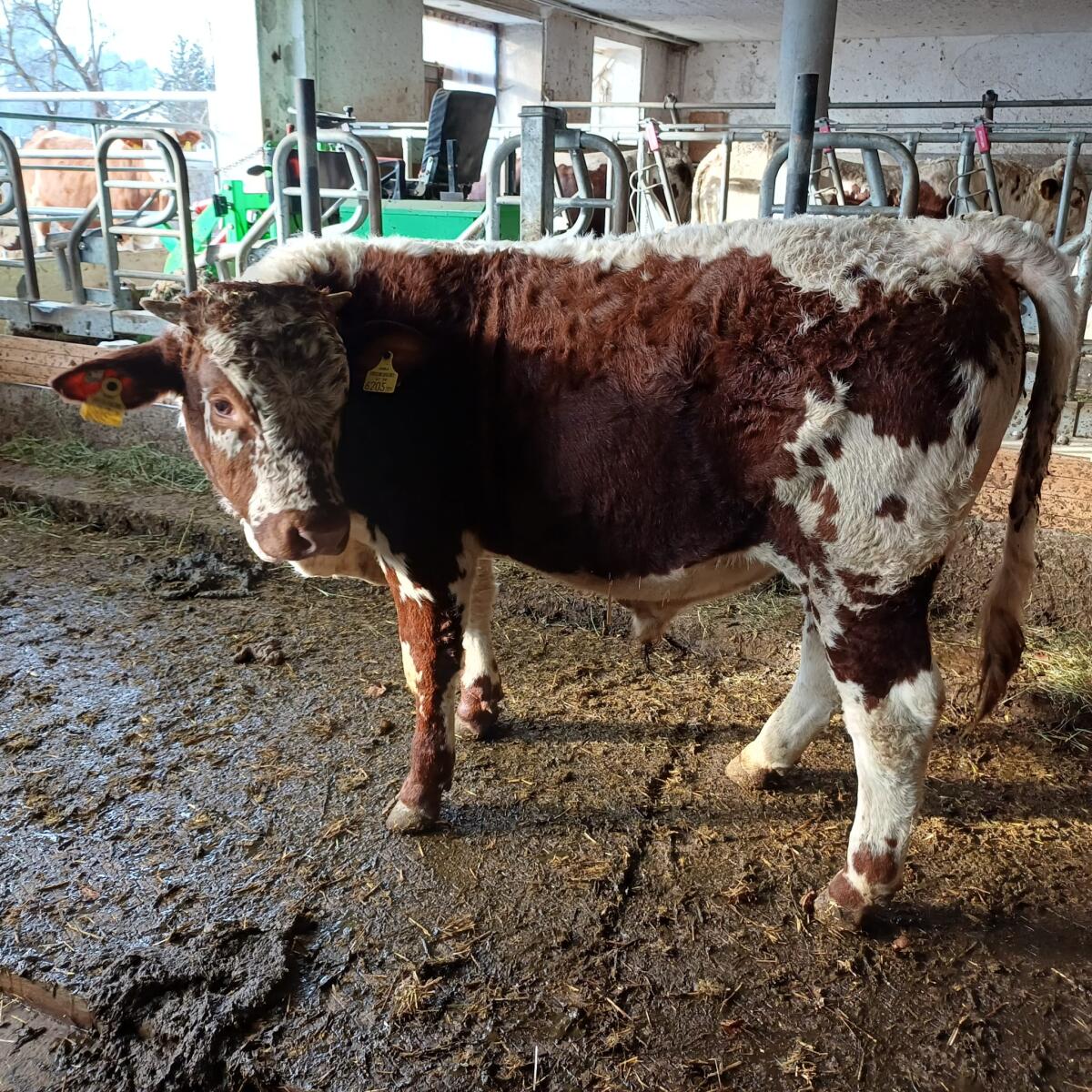 Bio- Pustertaler Stier zu verkaufen 2