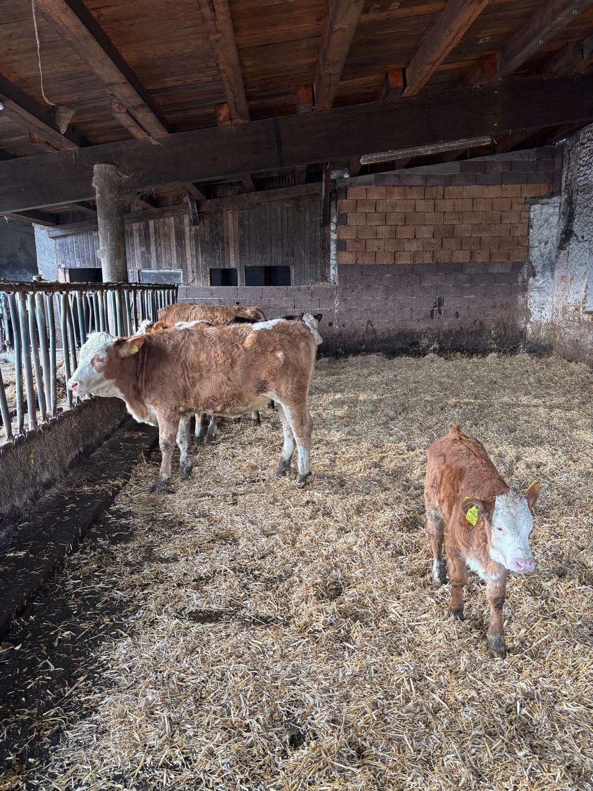 Verkaufe Jungkalbinnen 2