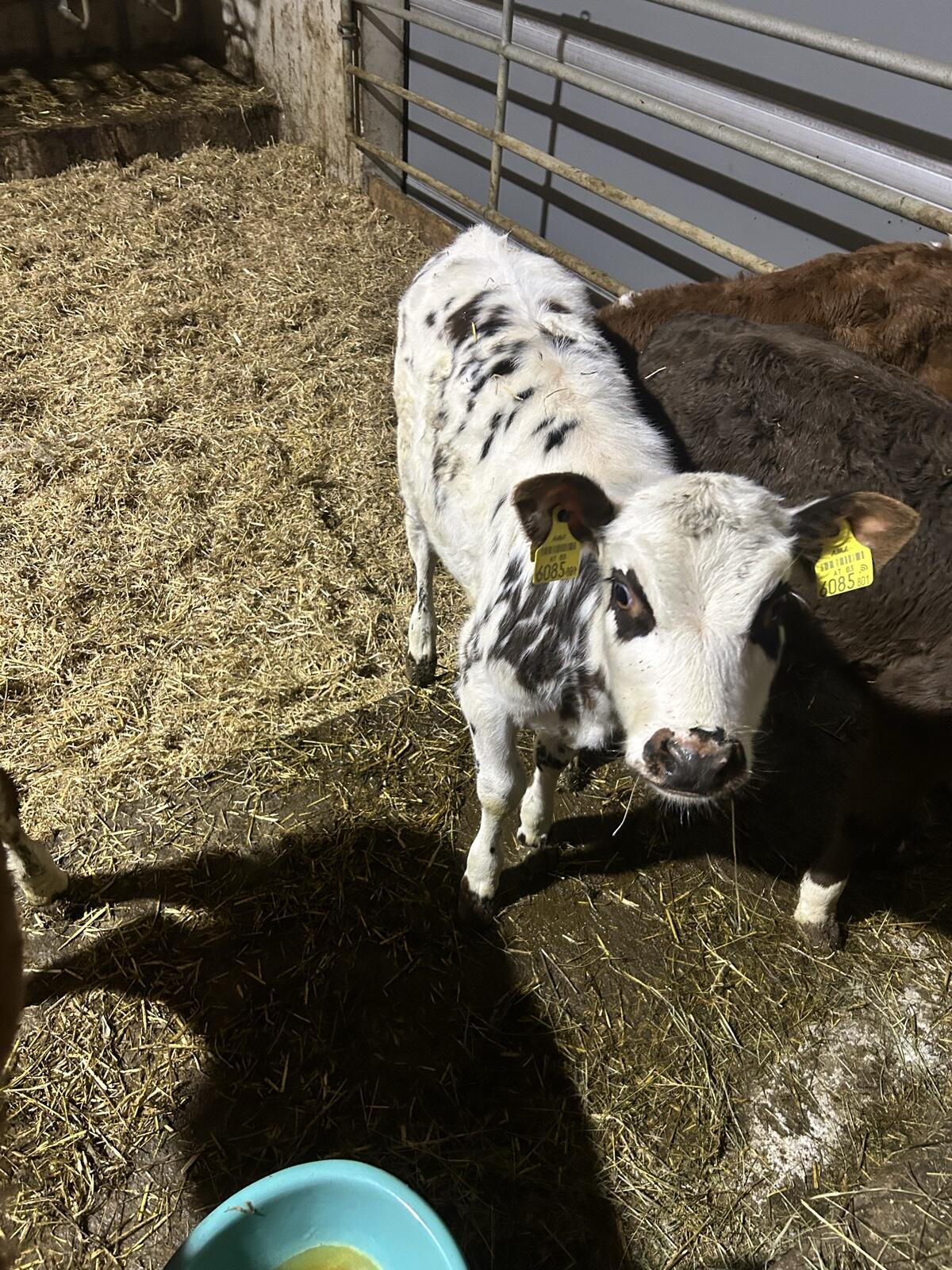 BIO Normande Kälber 1