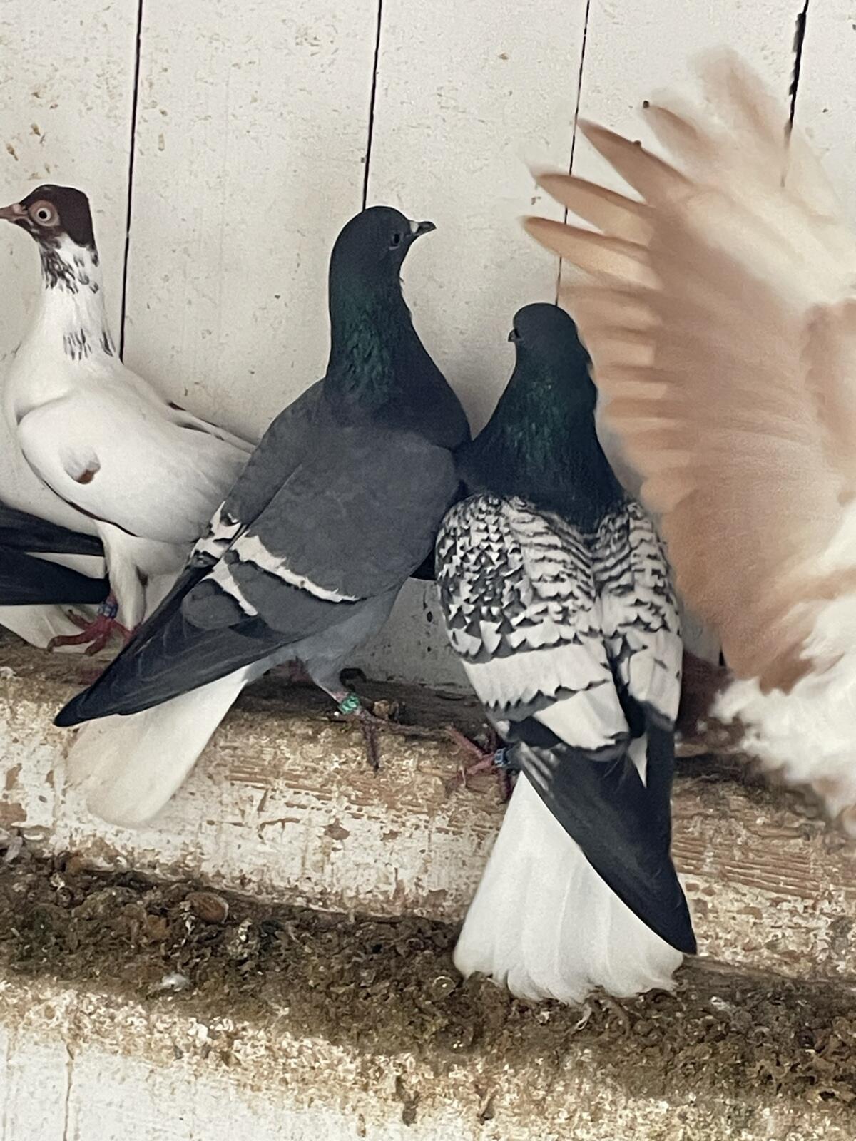 Österreichische Weißschwänze 3