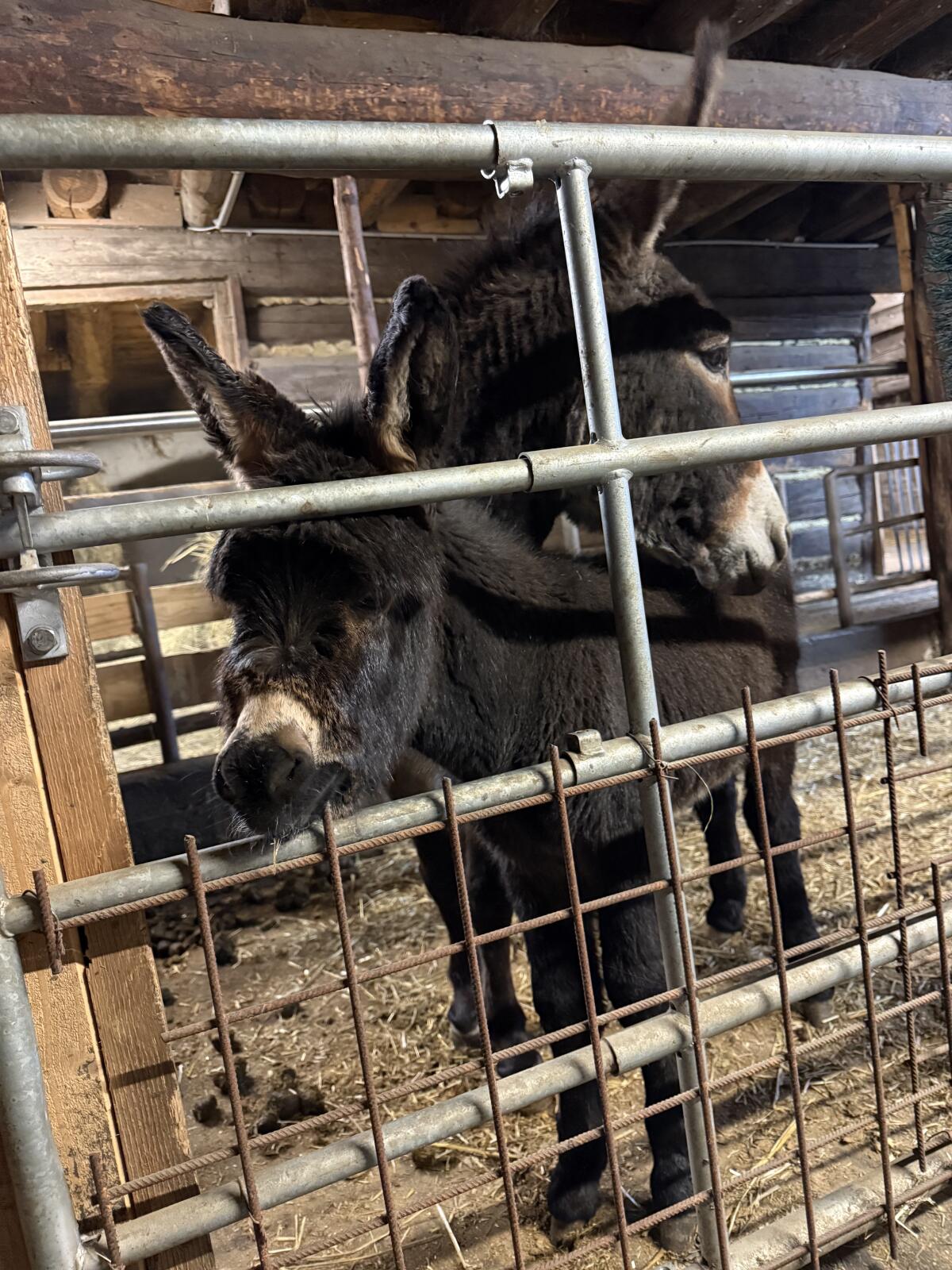 Zwei Eselstuten und ein Eselhengstfohlen abzugeben 2