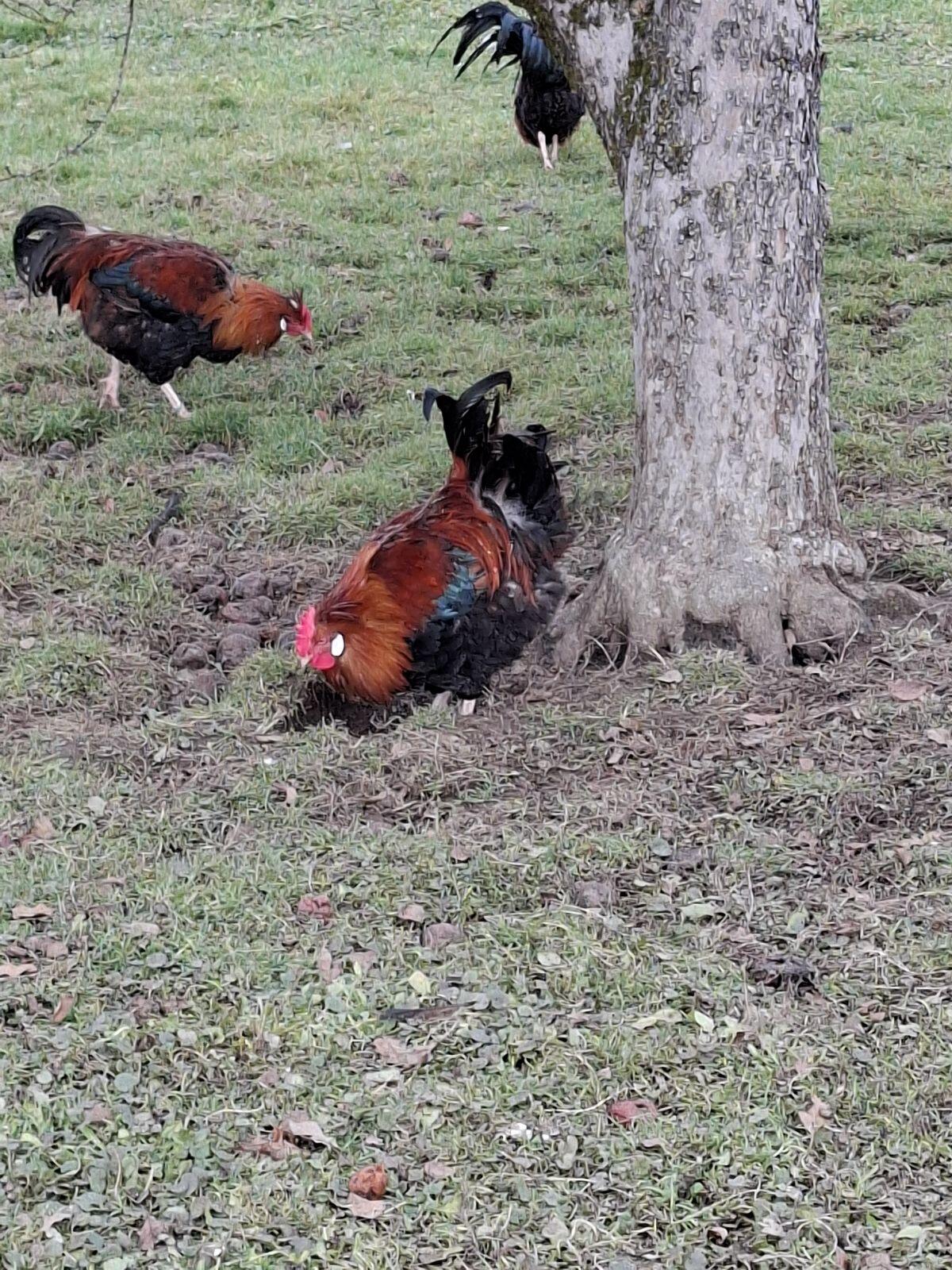 Stamm Sulmtaler weizenfärbig 2
