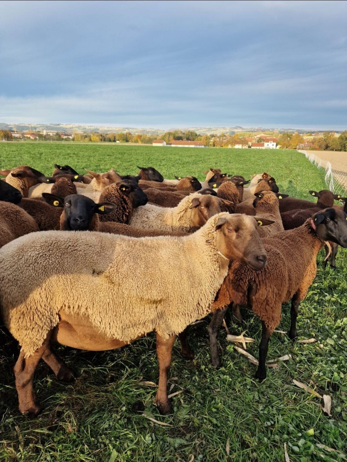 Jura Schafe und Widder 2