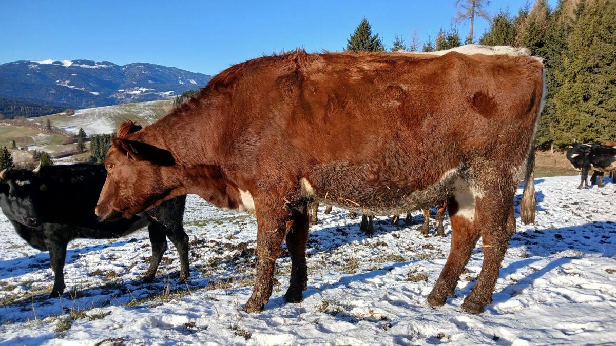 Bio Kalbin hochträchtig für Mutterkuh 1