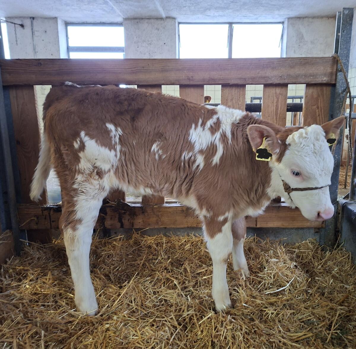 Verkaufe BIO Fleckvieh-Kuhkälber 1