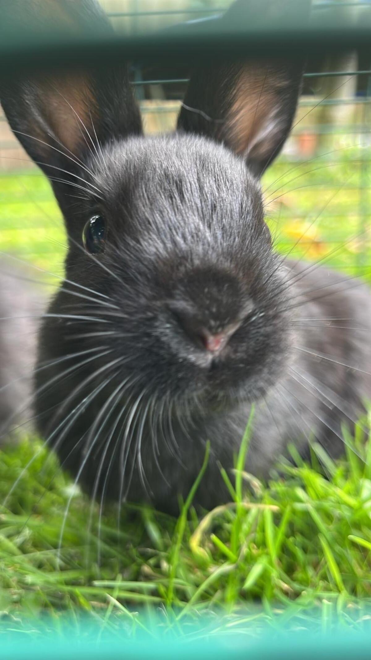 Hasen 6 Monate alt 1