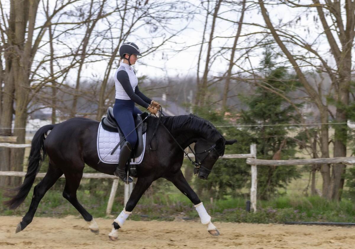 Dressurpferd Stute zu verkaufen – Elafó 1