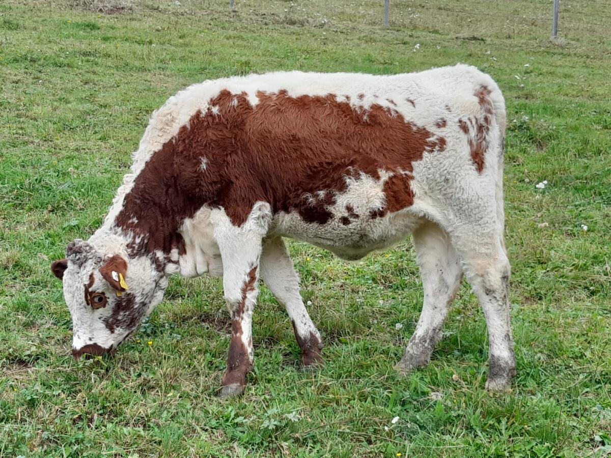 Zwei HB Pustertaler Kalbinnen zu verkaufen! 1