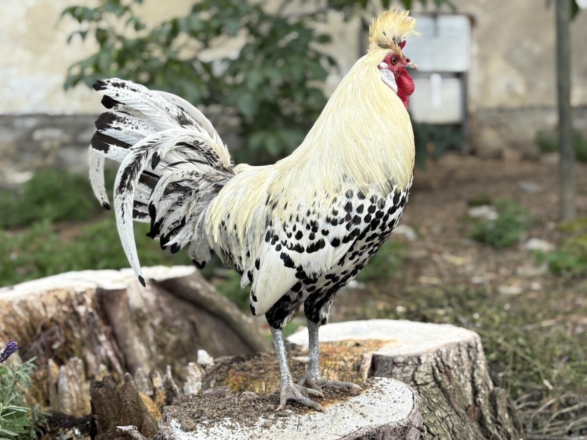 Appenzeller Spitzhauben Hahn 2