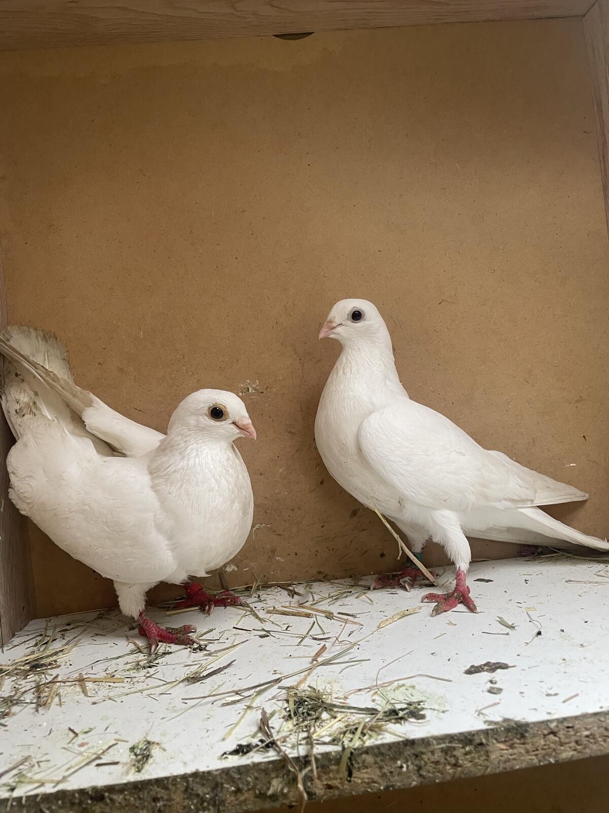 Tauben Galatzer Roll 1