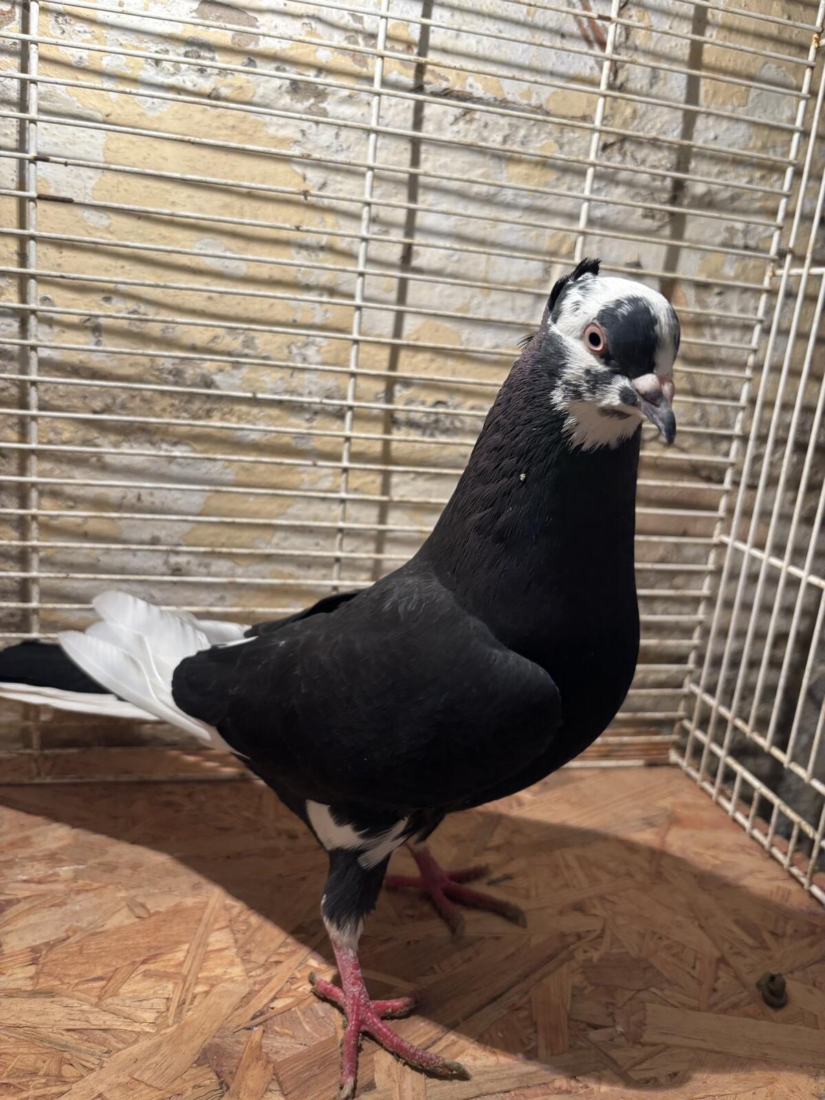 Persische und serbische Hochflieger 2