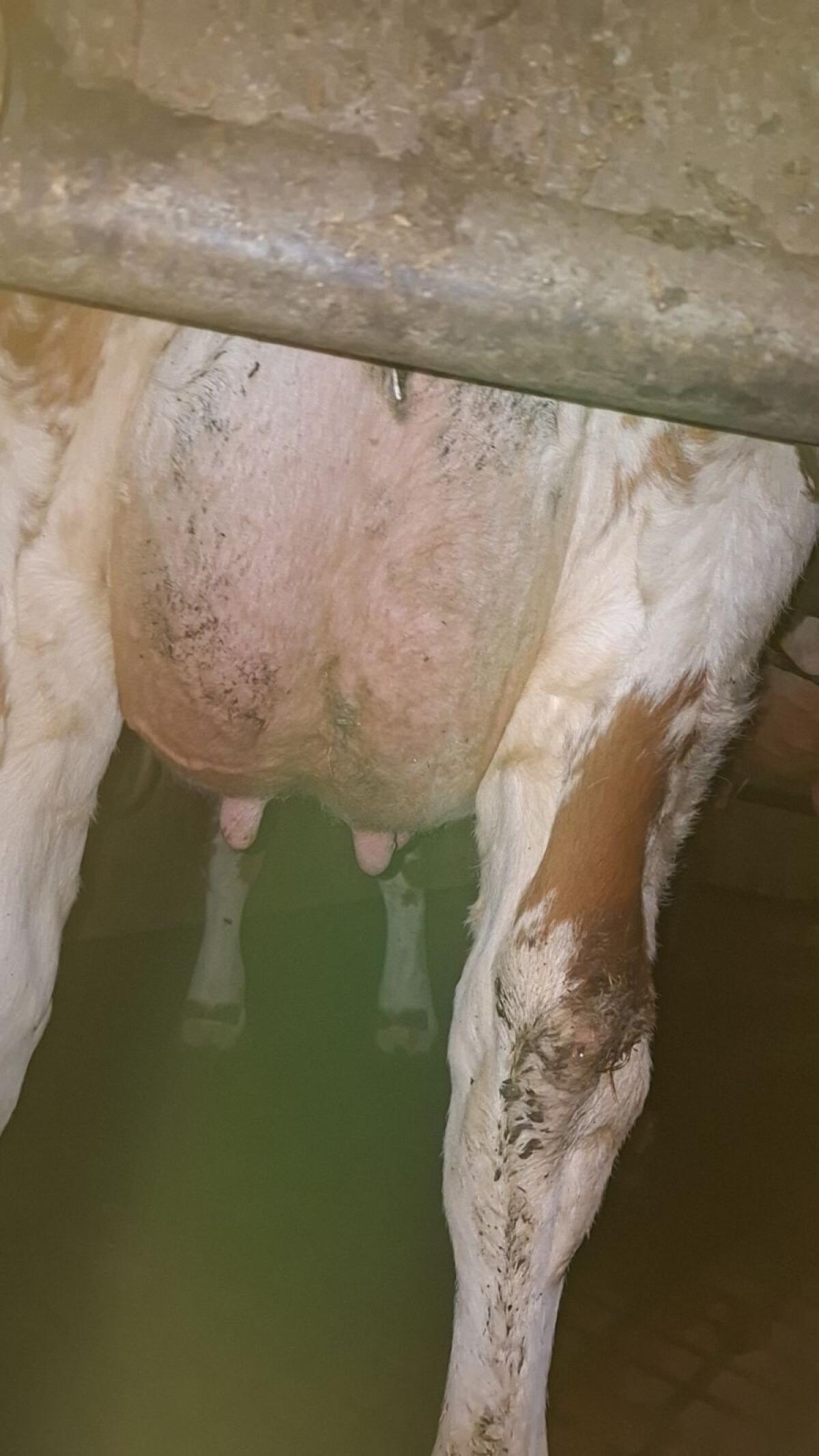 Fleckvieh × RF Erstlingskuh 2