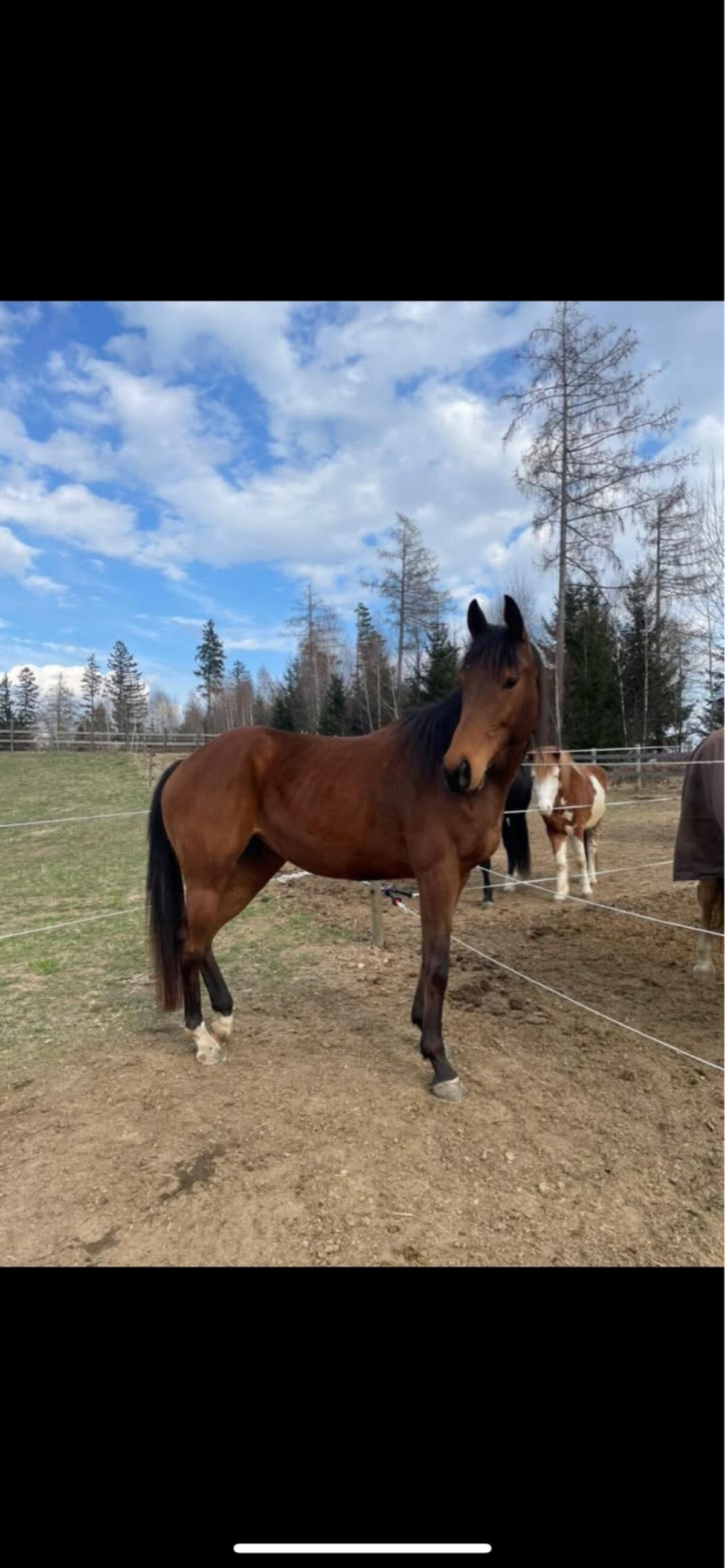 Vollblutstute sucht Traumplatz 1