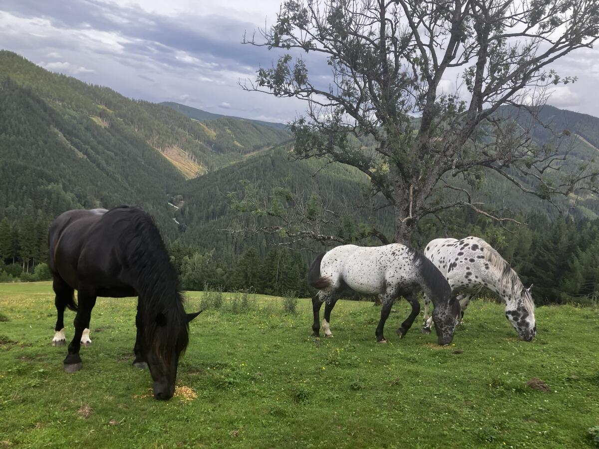 Almplätze, Weideplätze für Pferde Sommer 2026 2