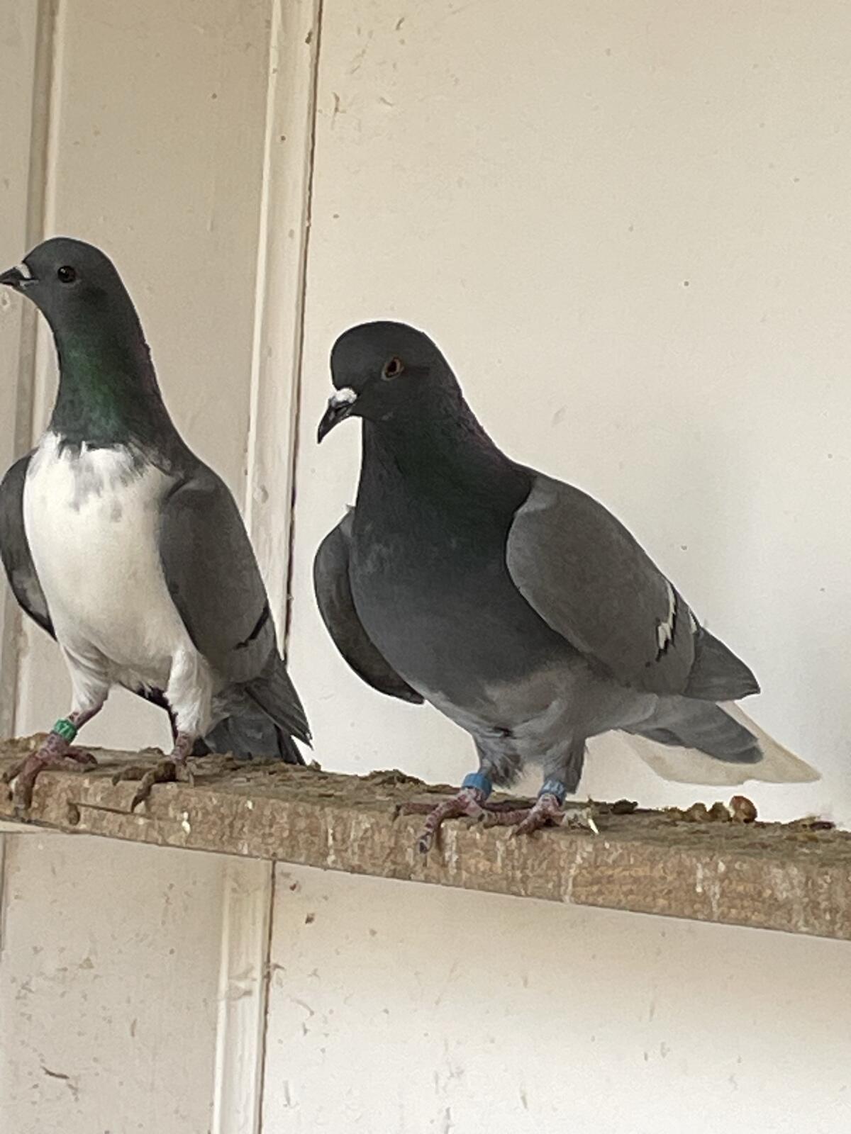 Österreichische Weißschwänze 2