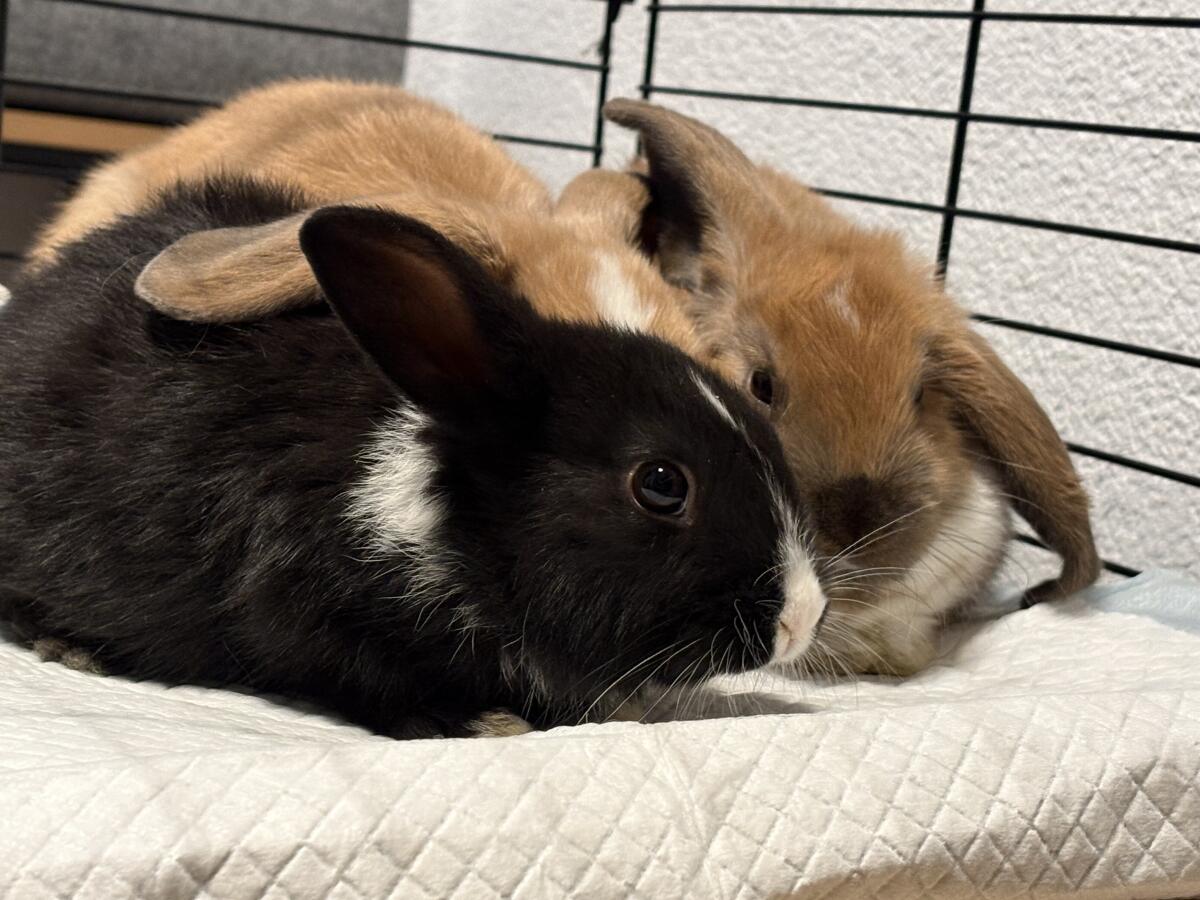 Zwergkaninchen 3