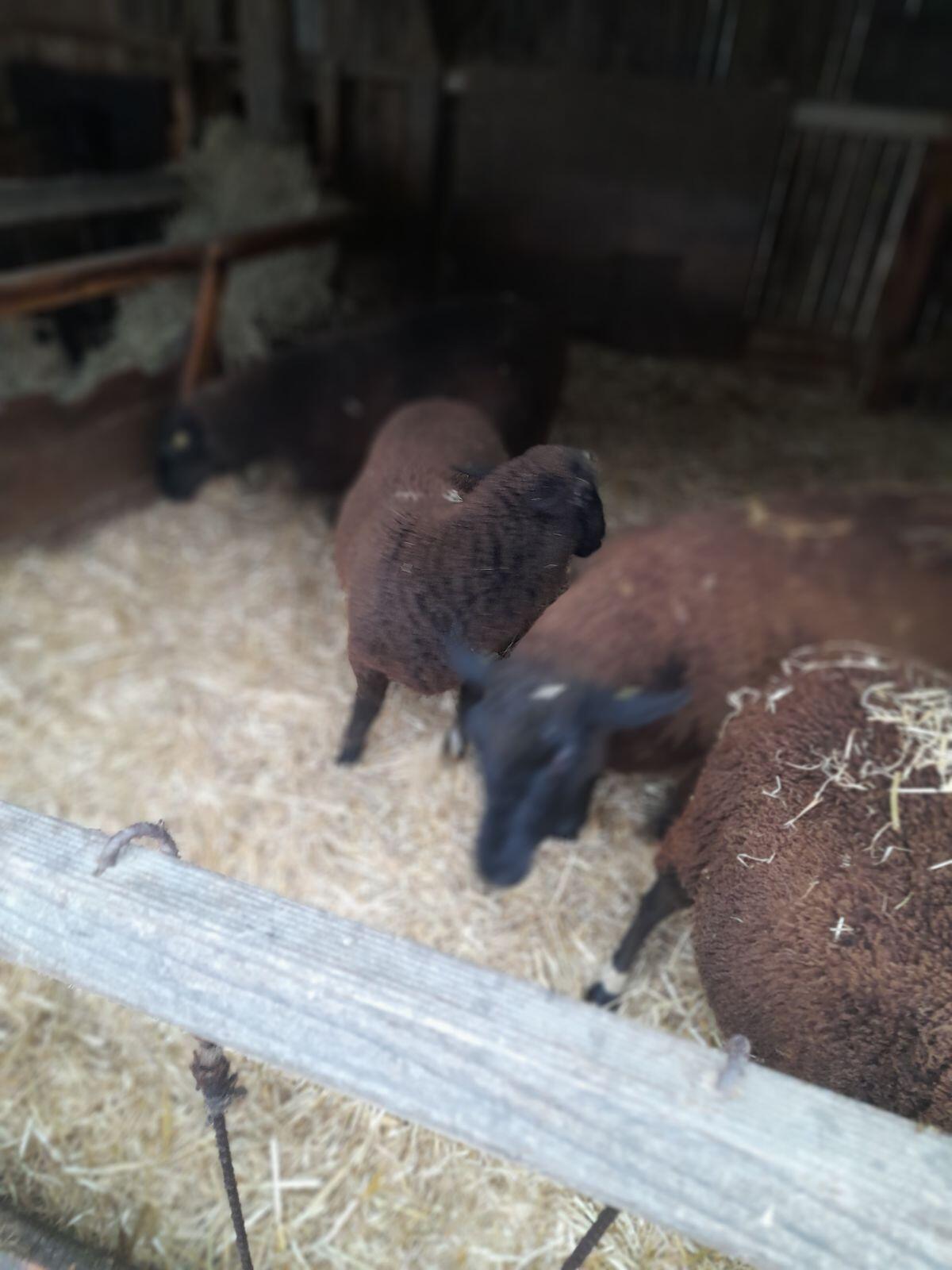 Verkaufe reinrassige Juralämmer 3