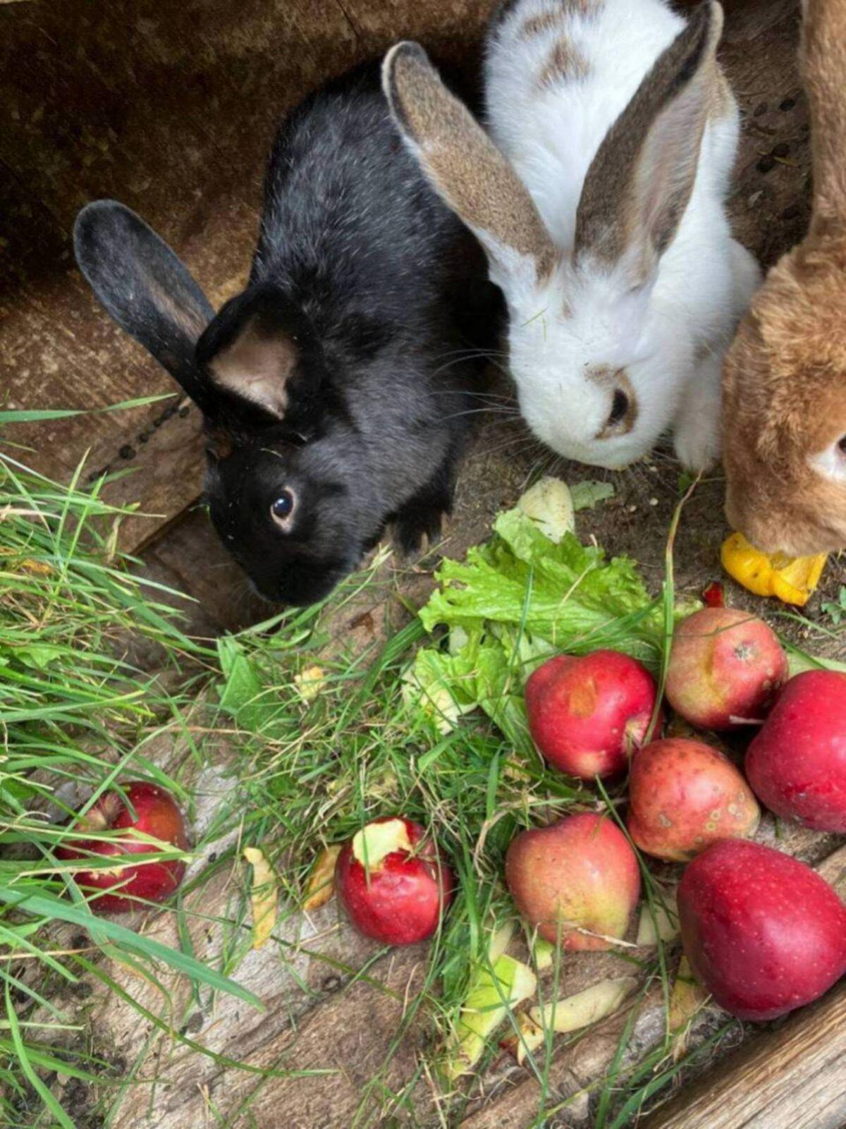 Junge Fleischhasen 3