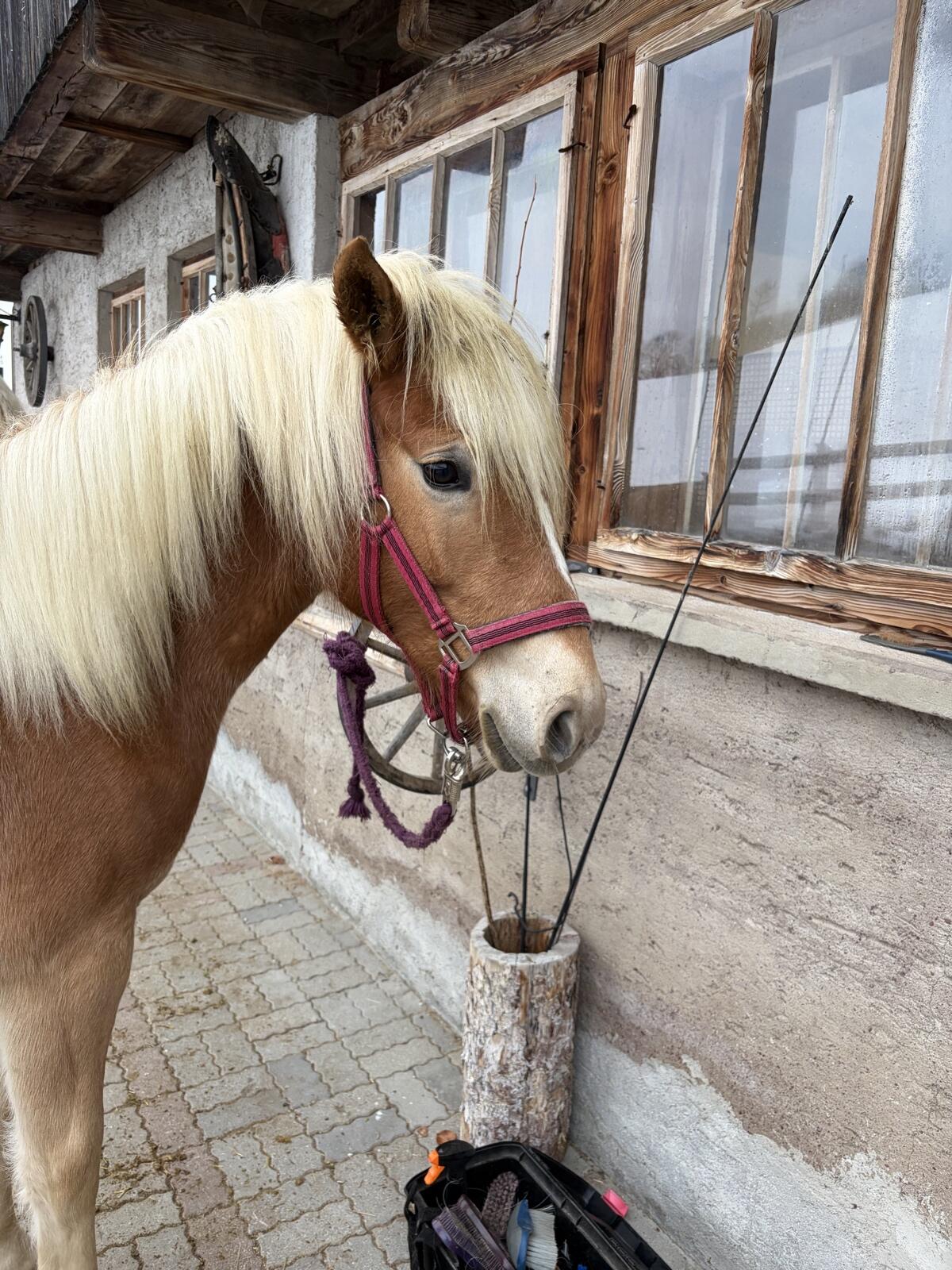 Haflinger Stute 1,5 Jahre 1