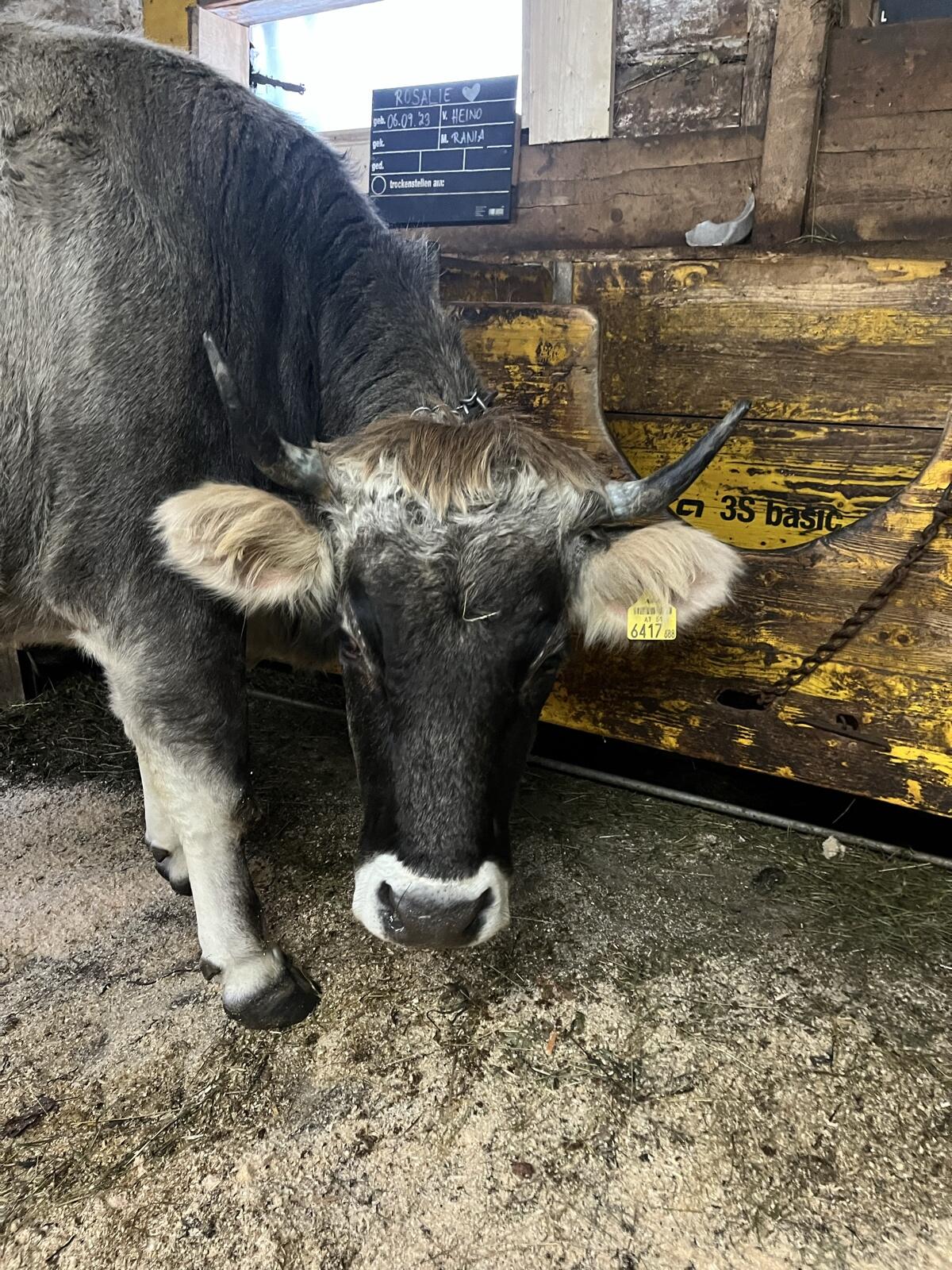 Tiroler Grauviehkalbin tragend 2