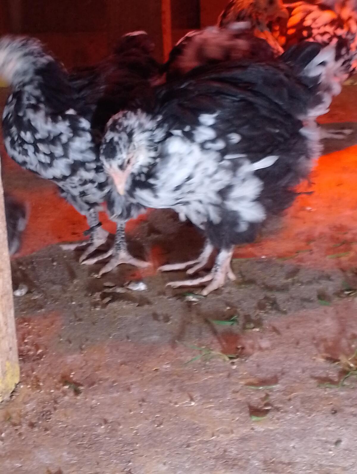 Orpington Jungtiere Schwarz-Weiß-Gefleckt 2