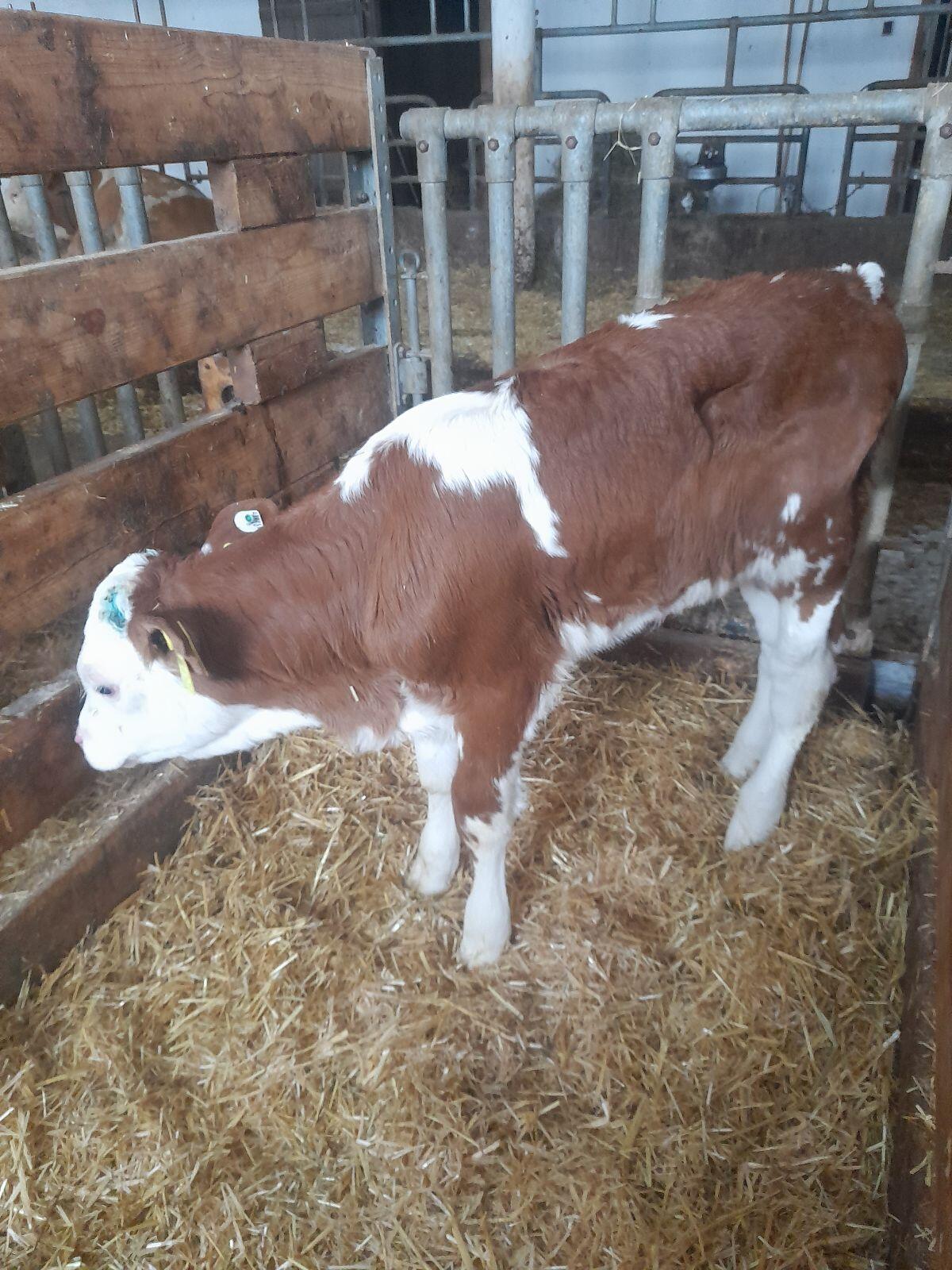 Fleckviehkälber Bio 1