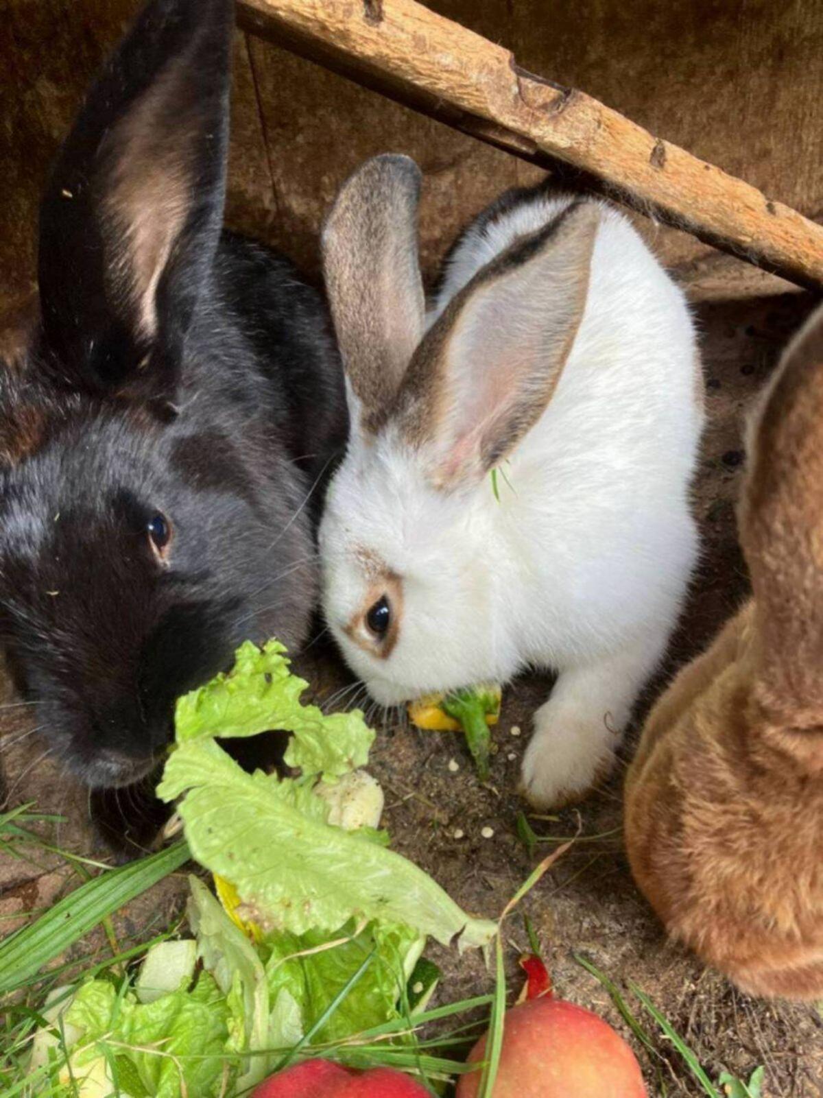 Junge Fleischhasen 2