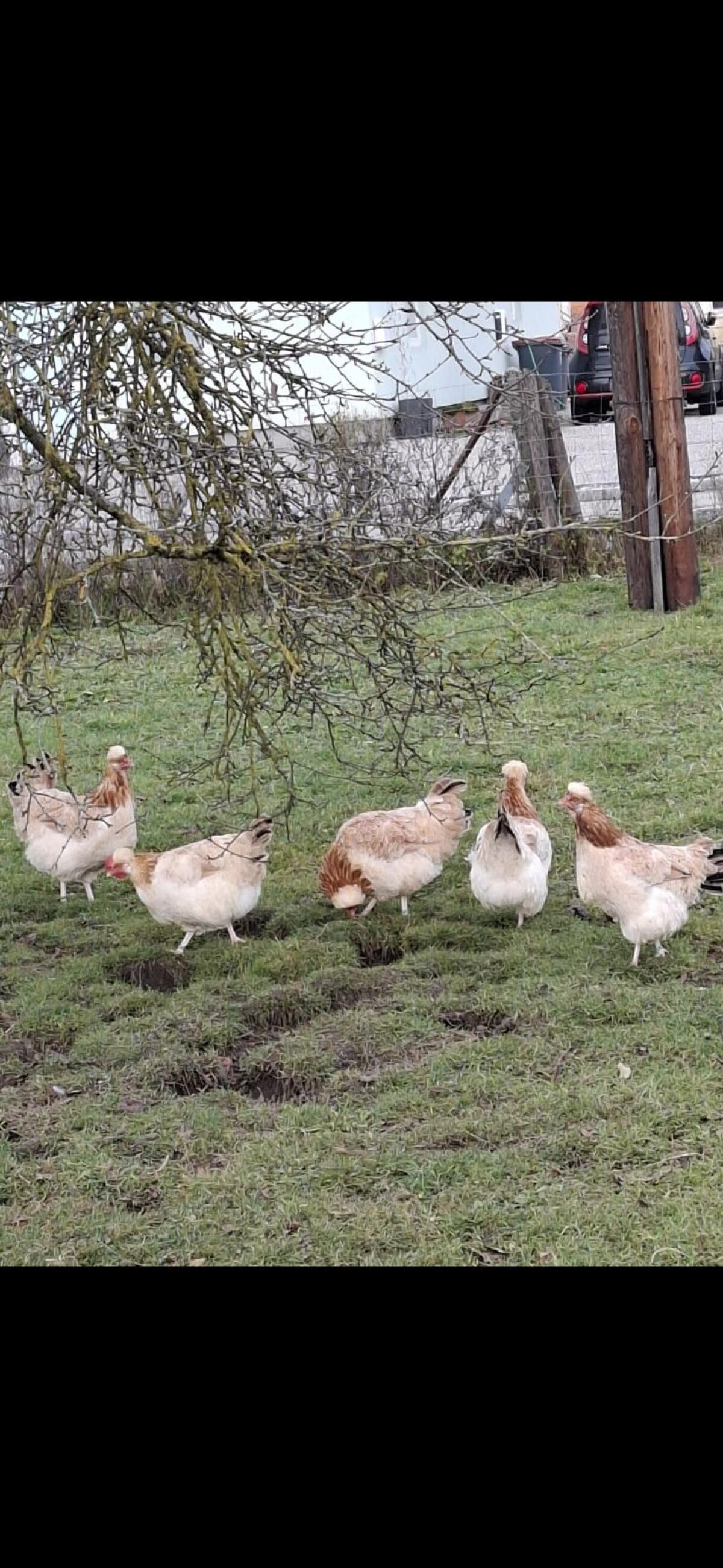 Stamm Sulmtaler weizenfärbig 1