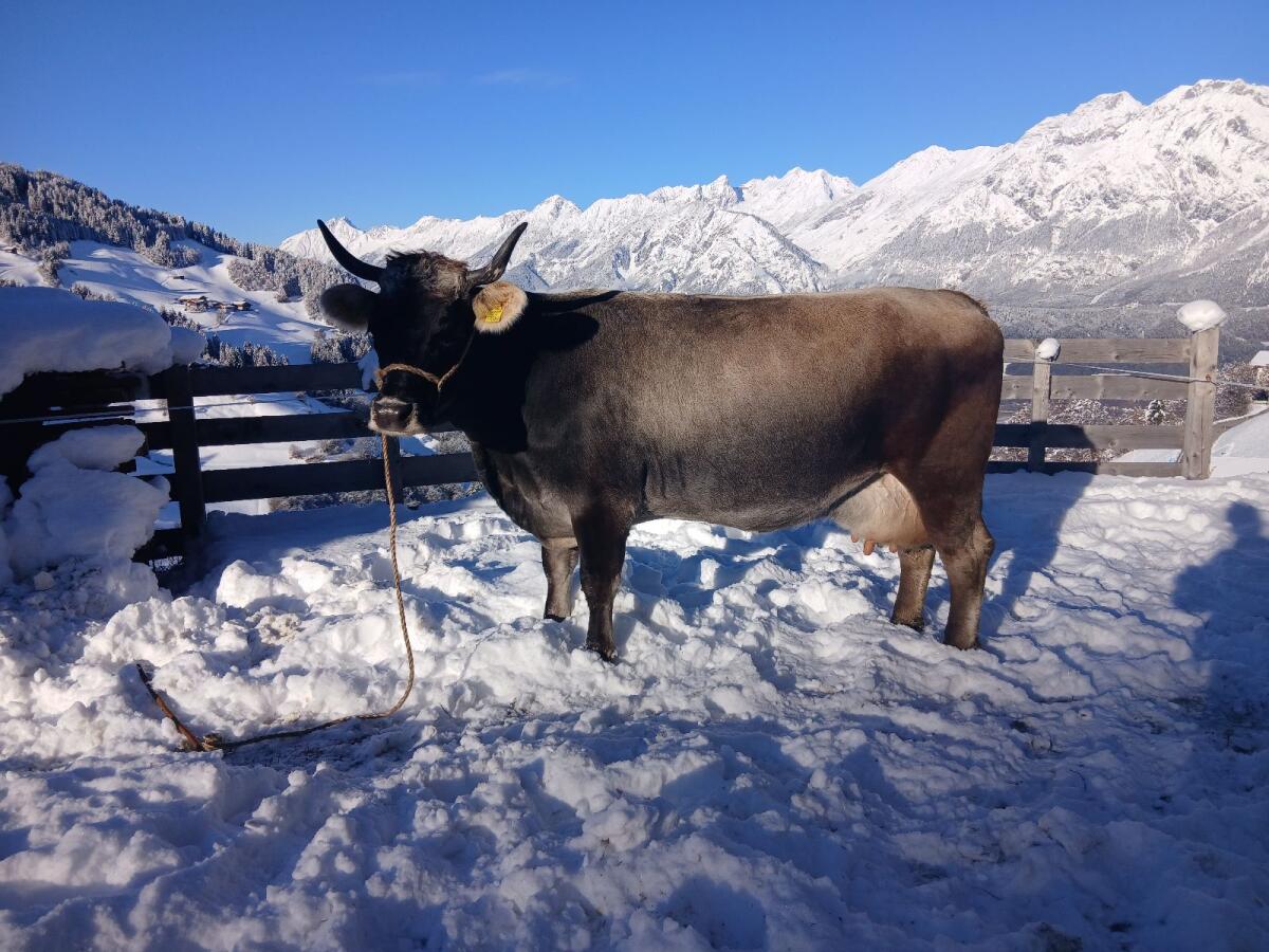 Tiroler Grauviehkuh zu verkaufen 1