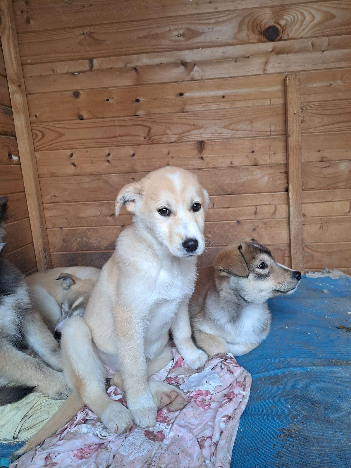 Entzückendes Welpenmädchen 3