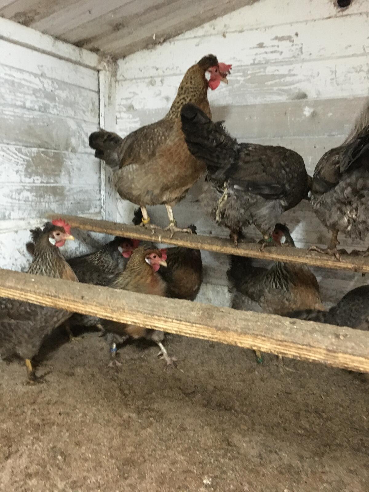 Bruteier reinrassiger Cream Legbar aus Hobbyzucht abzugeben. 3