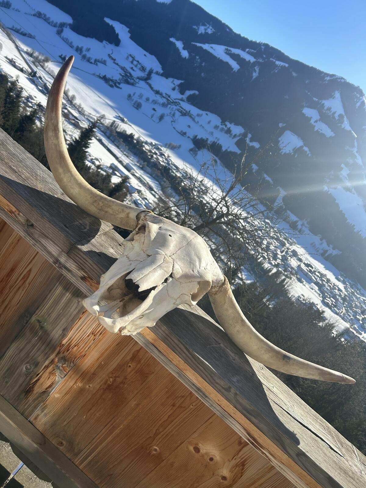 Verkaufe Hochlandrindkop - Hörnerweite 1,30 m 1