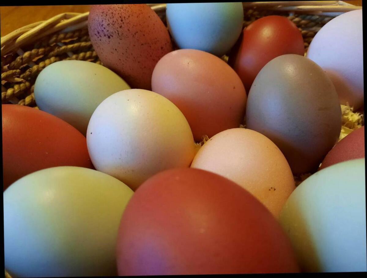 Bruteier Buntleger, Grünleger, Blauleger, Mooshühner, Maran 1