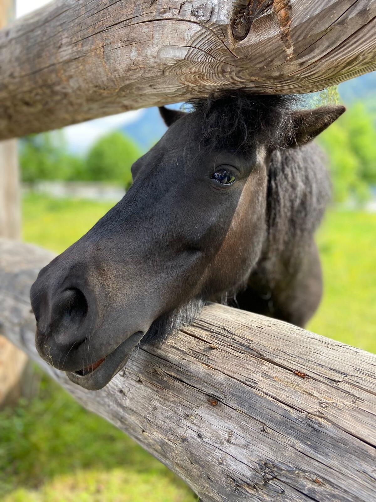 Ponystute mit Hengstfohlen 1