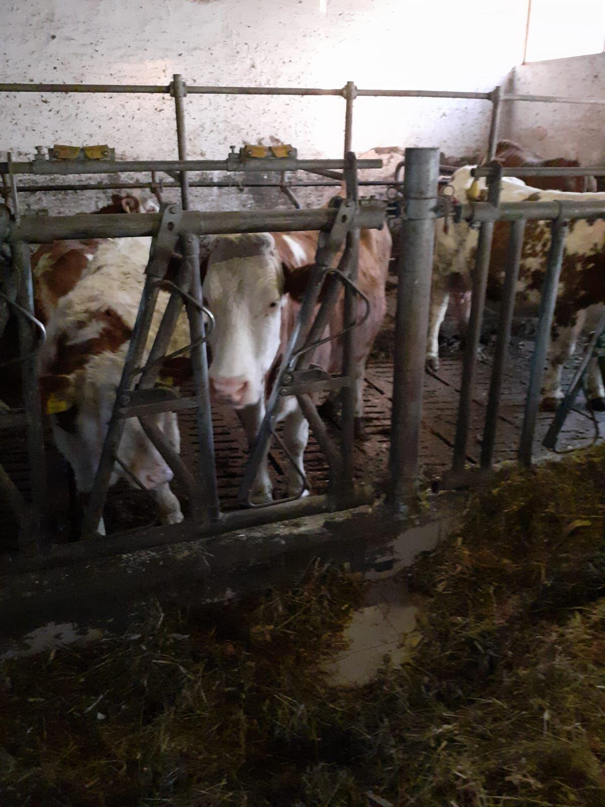 Einsteller, männlich, Rinder 1