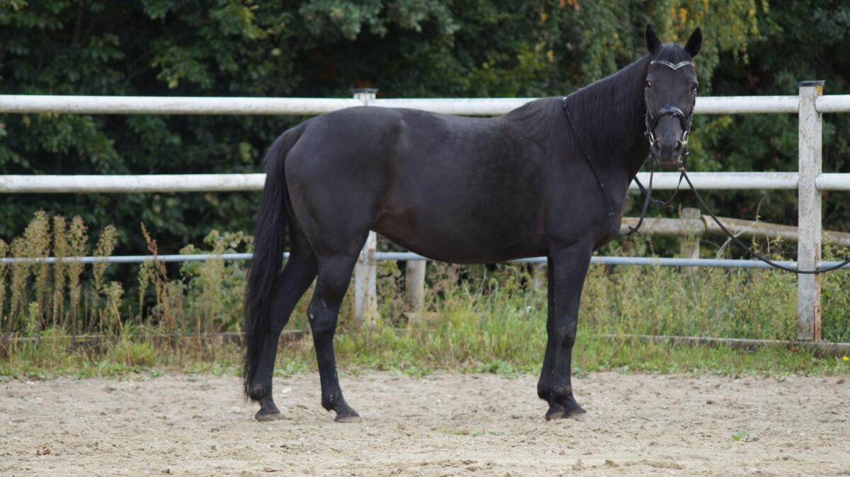 Schulpferd, Reitpferd, Freizeitpferd, Beistellpferd 3