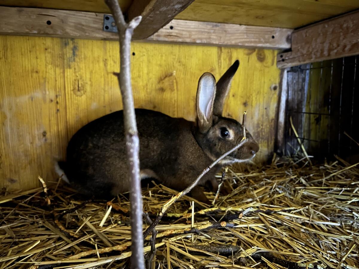 Hasenkaninchen Weibchen 1