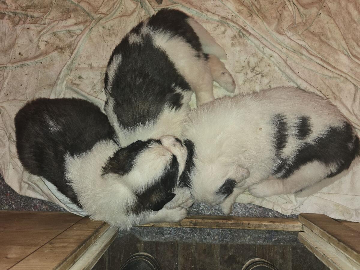 Wunderschöne Bernhardiner-Welpen zu vergeben 2