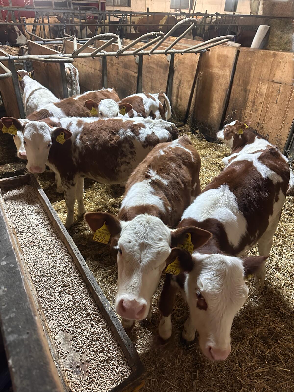 Bio-Fleckvieh Zuchtkälber (FL x RF), 9 - 12 Wochen 2