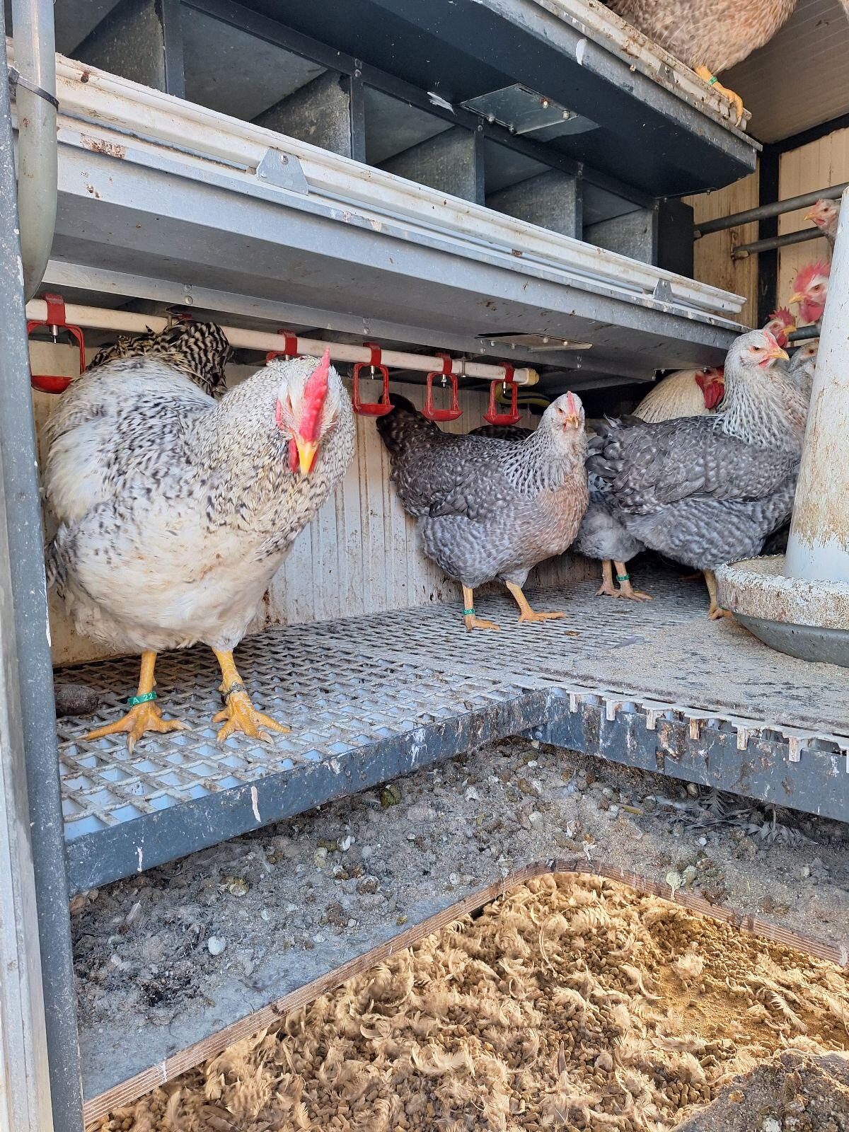 Bielefelder Kennhühner Silber-Kennsperber Hühner und Hähne 2