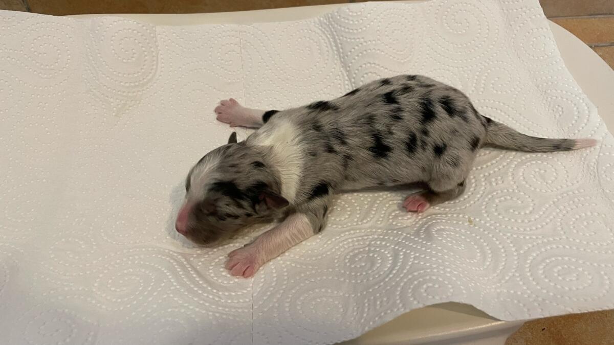 Verkaufe reinrassige Australian Shepherd Welpen 3