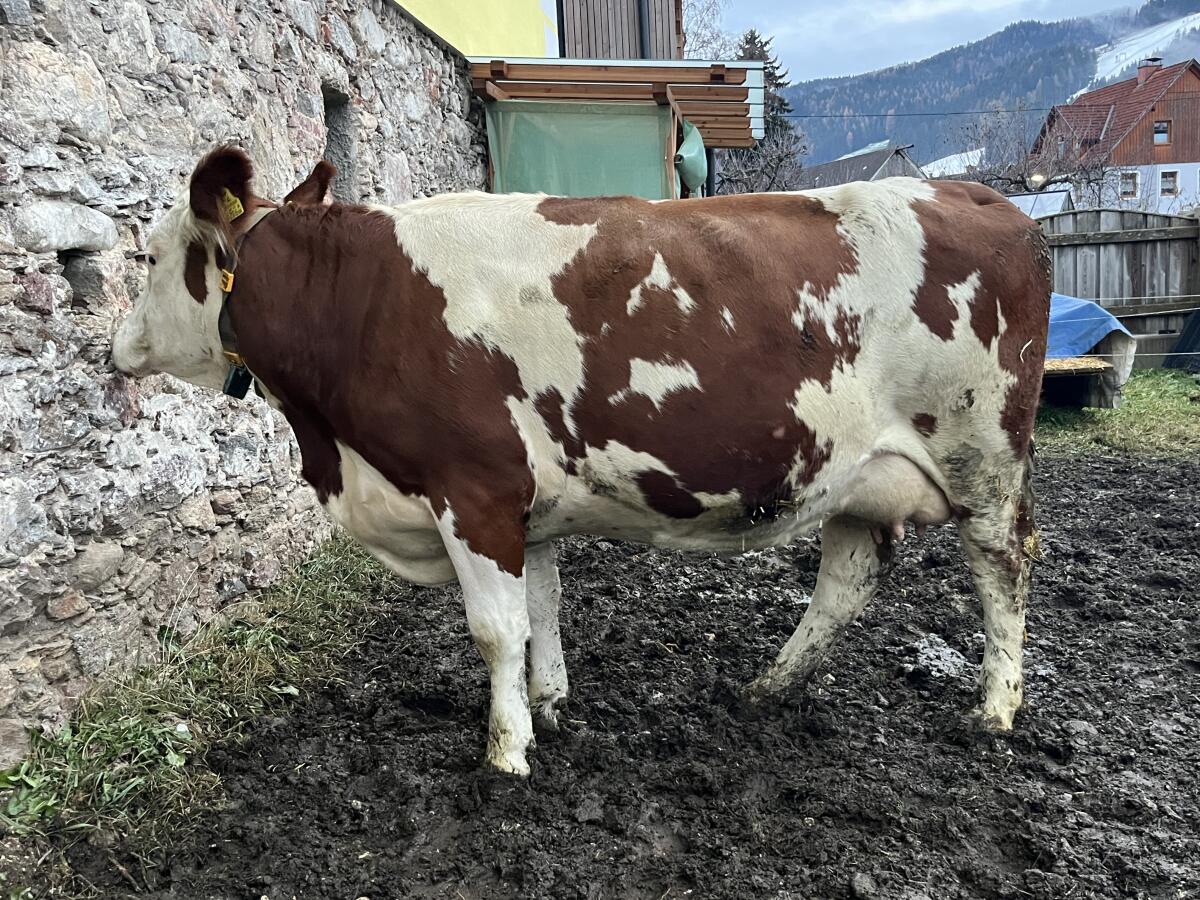 Bio Fleckviehkuh optimal als Mutterkuh abzugeben 2