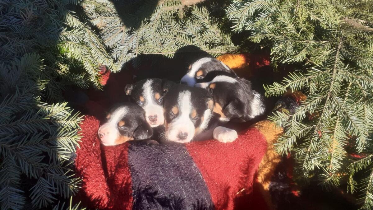 Reinrassige Appenzellersennenhund-Welpen 3