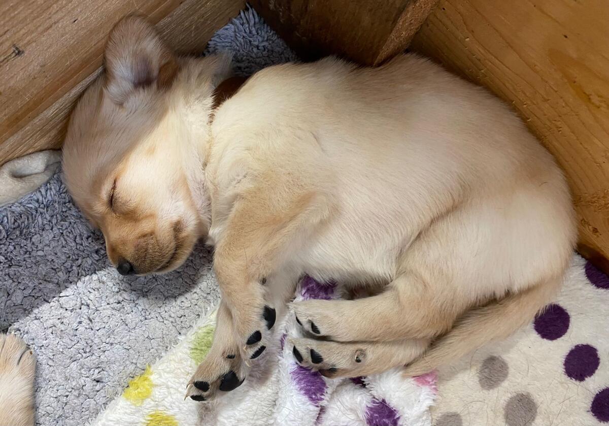 Mischlingswelpen - Labrador / Golden Retriever (Mischling) 2