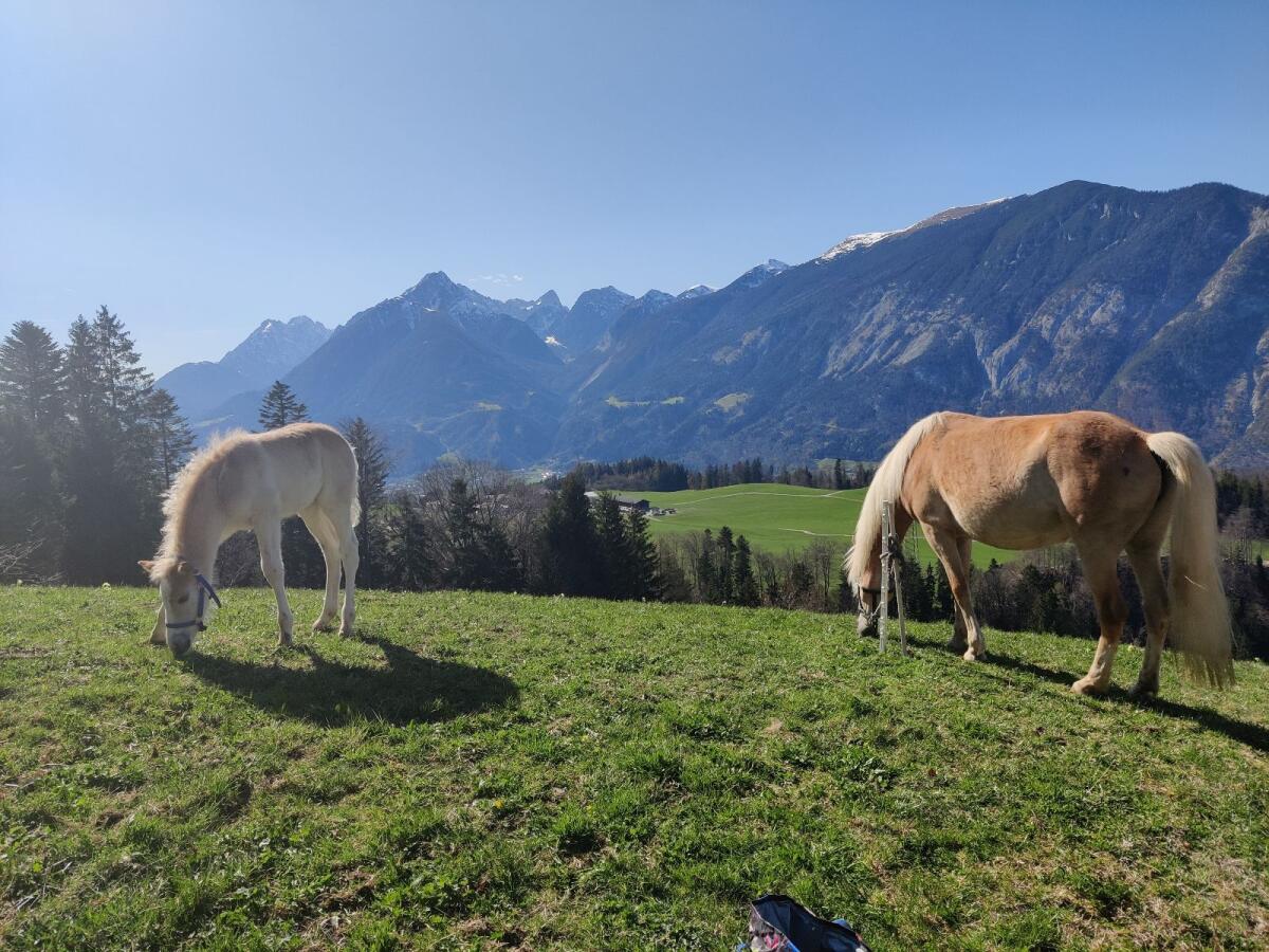Trächtige Haflingerstute mit Hengstfohlen zu verkaufen 3