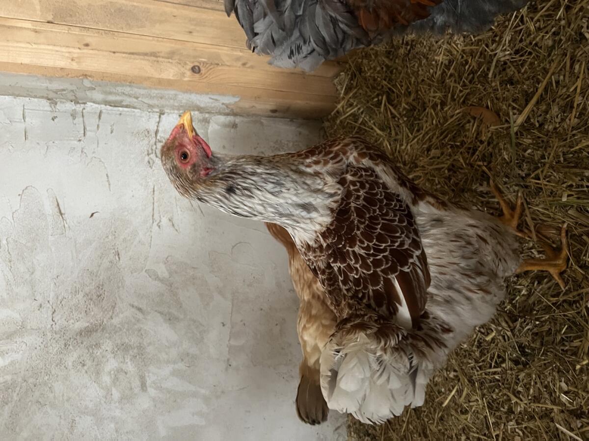 Verkaufe Wyandotten Hähne 1