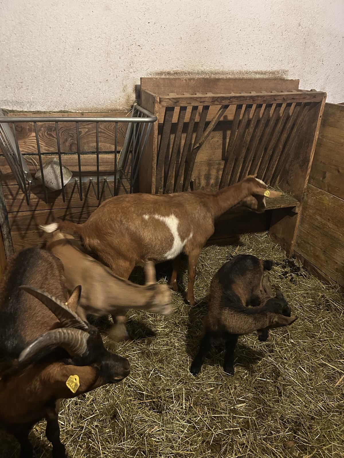 Ziegen mit Kitz zu verkaufen 2